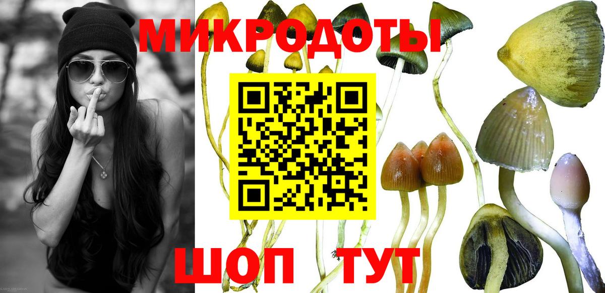 Псилоцибиновые грибы Psilocybe Свободный